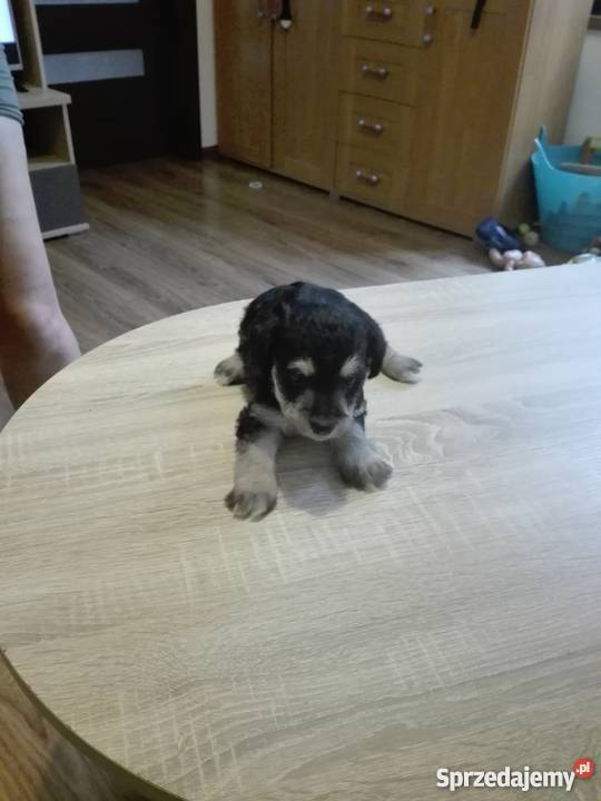 Oddam szczeniaki w rece