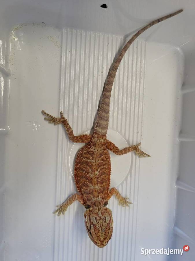 Agama Brodata Red Sklep Zoologiczny Katowice