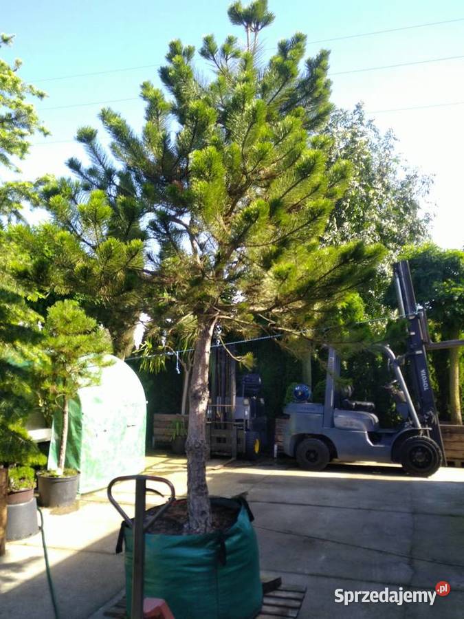 Sosna czarna 38m w donicy 450l Iglaste Skierniewice sprzedam