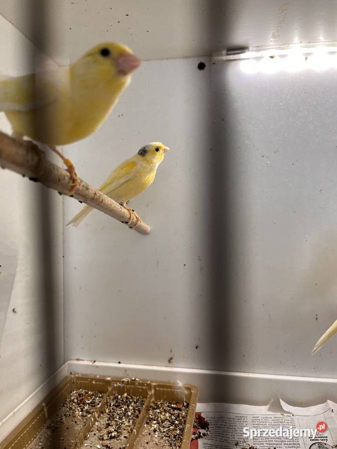 Sprzedam kanarki rosyjskie Zbychowo