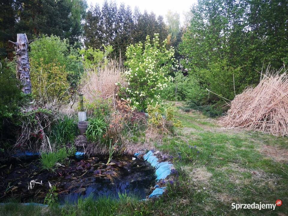 Działki ROD Grochowa nieopodal Piaseczna Warszawa sprzedam