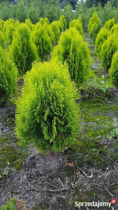 Thuja Aurea Nana 6070 jasnozielona PRODUCENT Rydzyny sprzedam