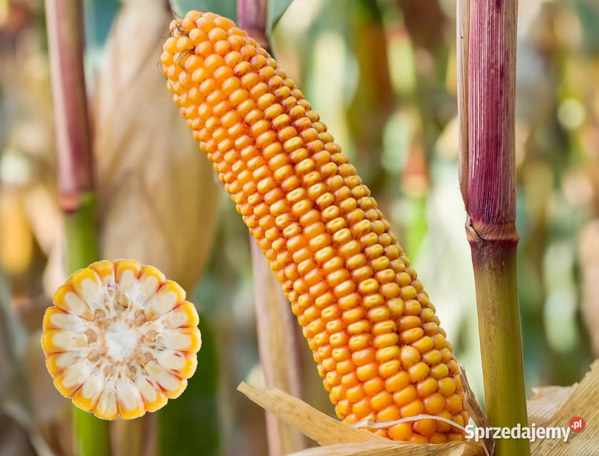 Materiał siewny kukurydza SM Vistula FAO 210220 Kłobuck