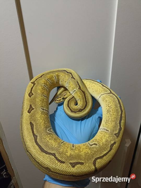 Pyton królewski Pinstripe enchi poss Ybfire Warszawa