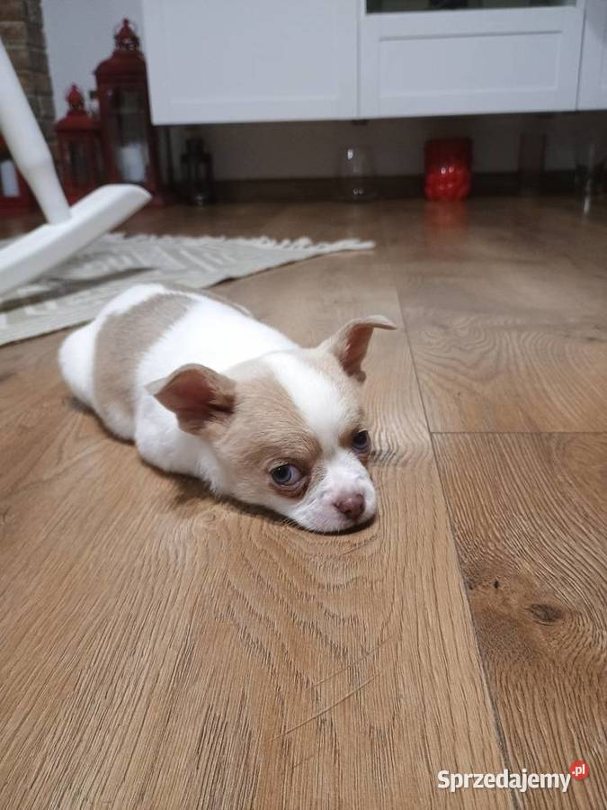 Chihuahua dziewczynka białoliliowa Kleszczów sprzedam