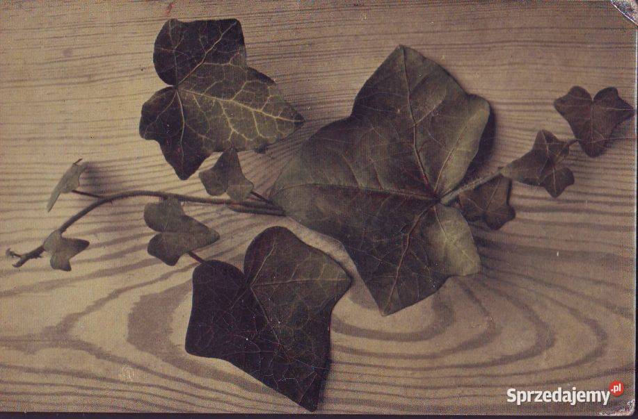 Kart Pocz Gałążka bluszczu na tle Gliwice