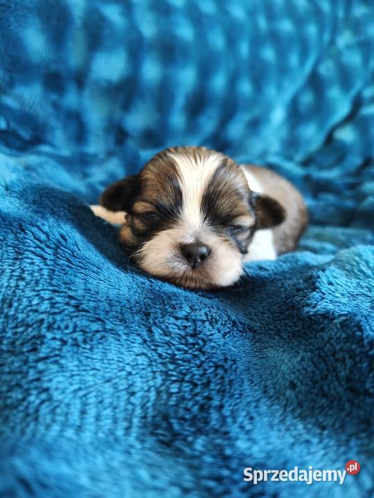 Suczka shih tzu do rezerwacji Shih Tzu