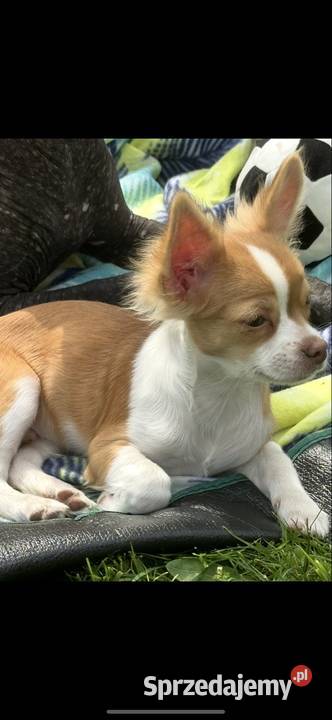 Sunia Chihuahua malutka przekochana dziewczynka