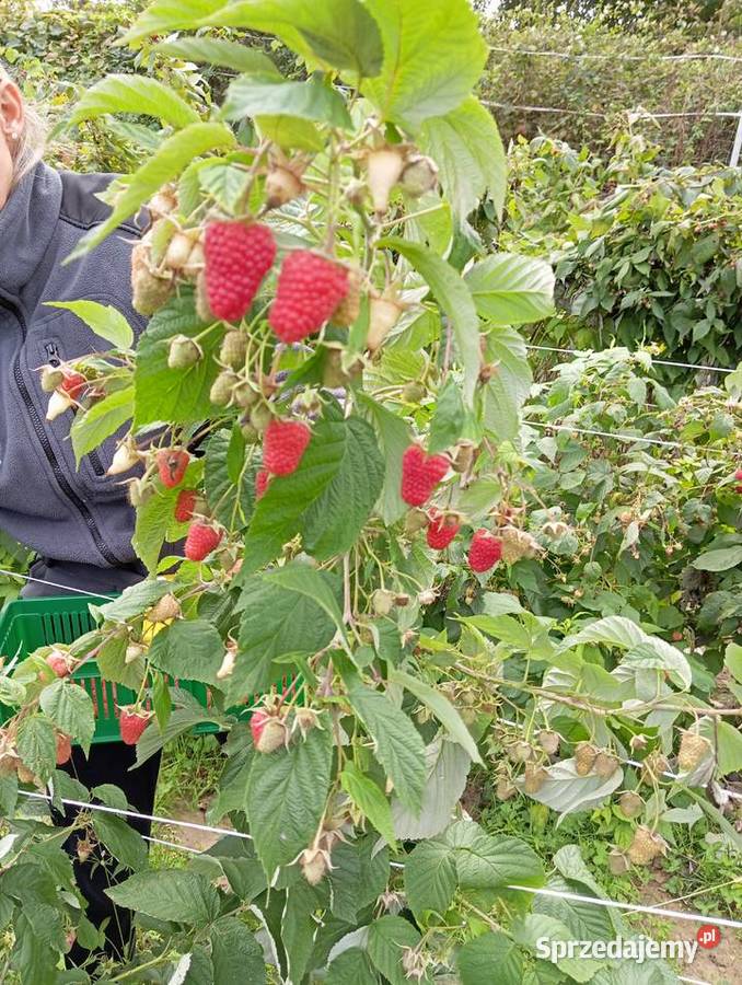 Sadzonki malin dobrze ukorzenione nowe odmiany Tarnów