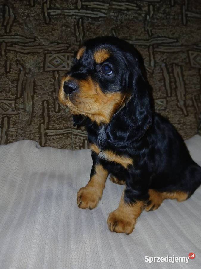 Cocker Spaniel Angielski piesek łódzkie Sieradz