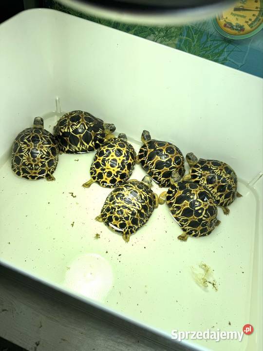 Żółw Gady i płazy Jeżów Sudecki