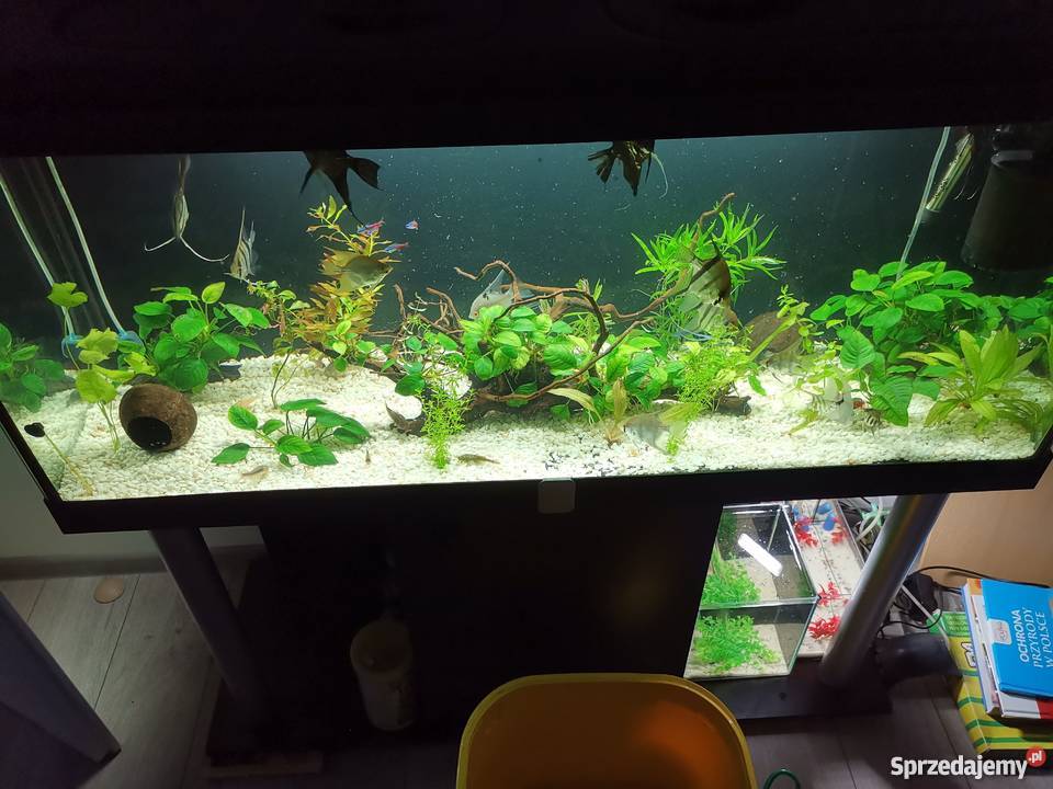 Akwarium 240l Nowogard