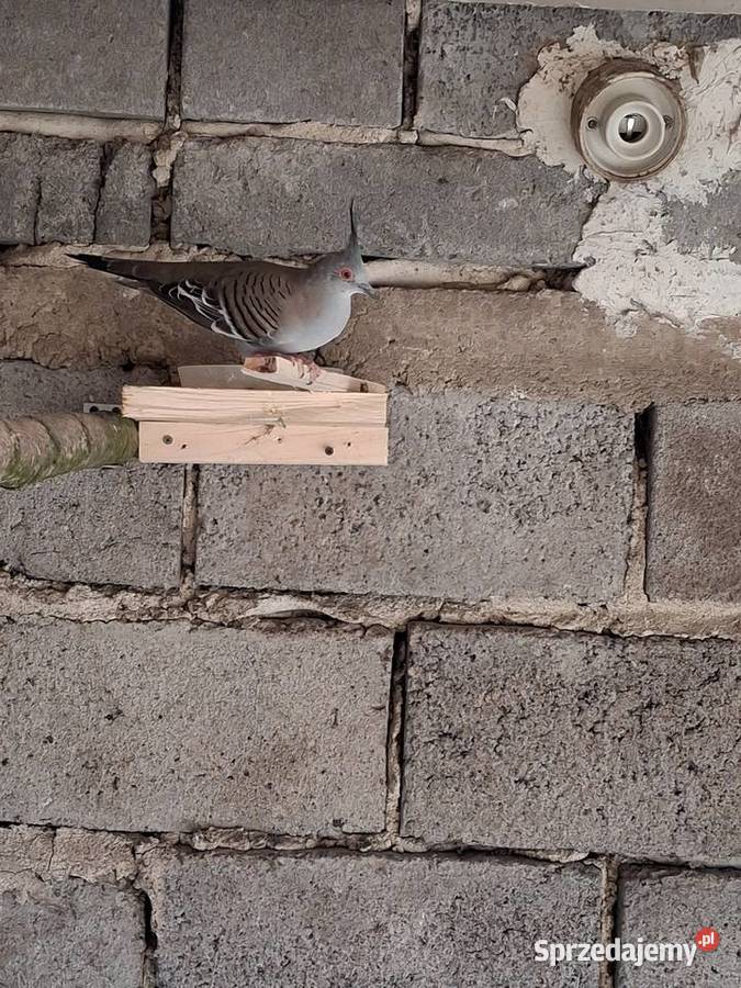 Aborygeny długoczuby Brzesko sprzedam