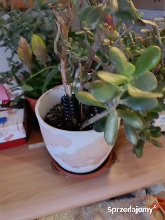 drzewko szczęścia pieniężne grubosz jajowaty Poznań