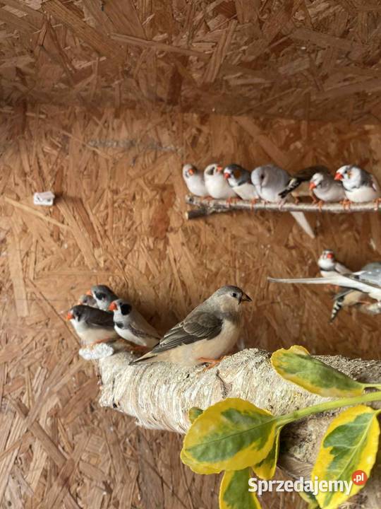 Sprzedam zeberki wielkopolskie Mechlin