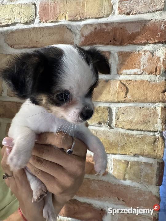 Sunia Chihuahua malutka przekochana dziewczynka Warszawa