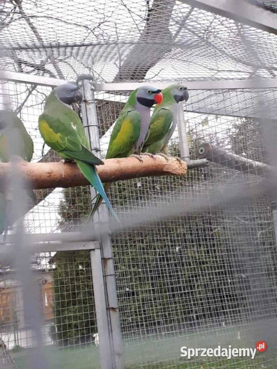 Aleksandretta chińska samiec 23r Skała