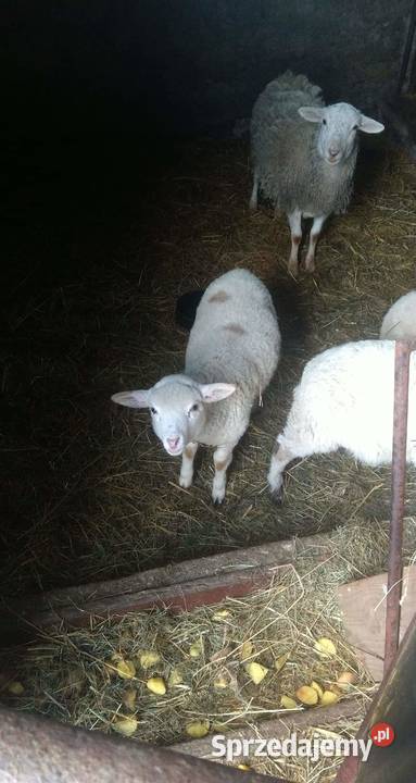 Owce dwie owieczki Nowe Gajęcice sprzedam