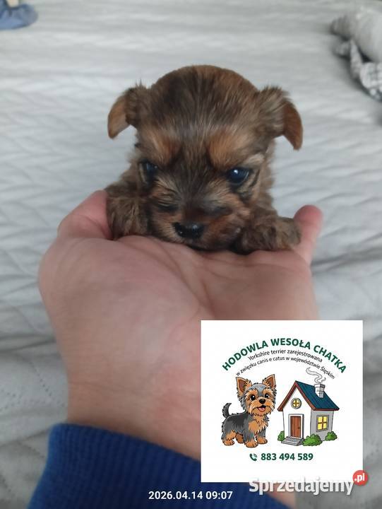 Yorkshire terrier Mochała