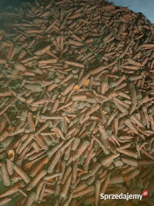 Marchew nie paszowa odpadowa Mielec