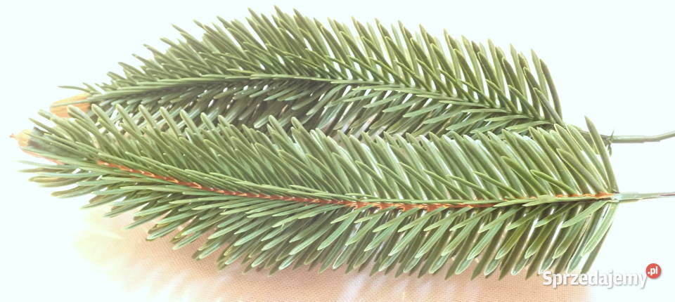 Gałązka jodły na drucie 6 choinka z szyszką 25 Siewierz