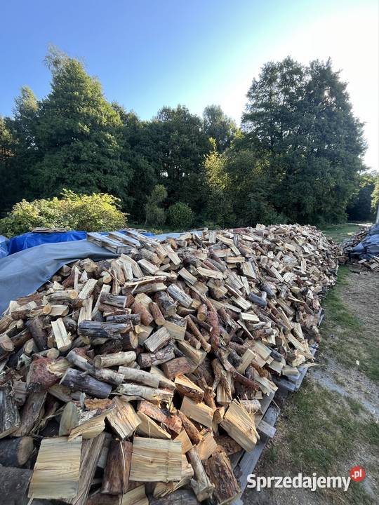 Drzewo drewno Sosna Łupana Zwoleń