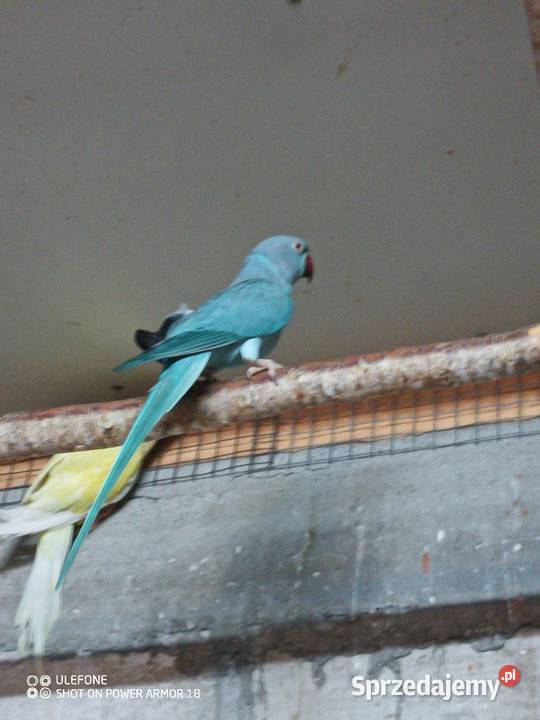 Aleksandretty dorosłe Sępólno Krajeńskie