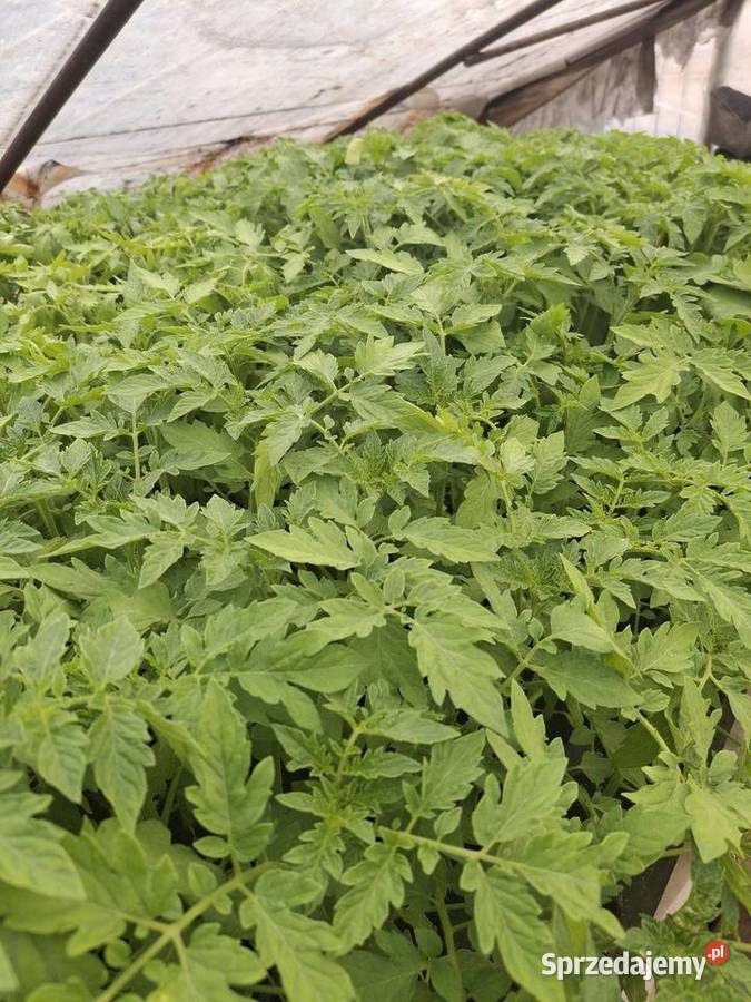 Pomidory malinowe małopolskie