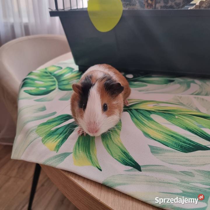 ŚWINKA MORSKA plus zestaw Przemyśl