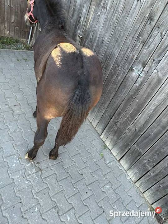 Sprzedam klaczy źrebrną ze źrebakiem