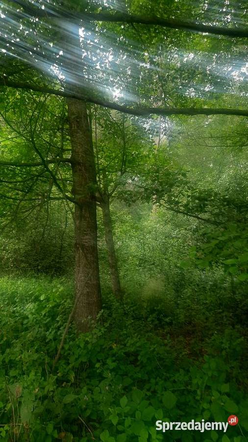 Sprzedam 2 działki rolno leśne las budowlana Kolonia Giżyce