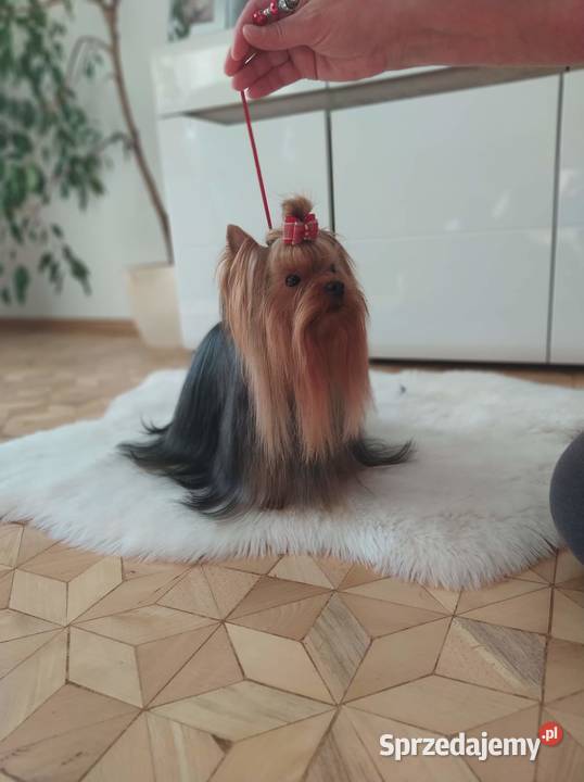 York szczenięta Championach z rodowodem hodowla dolnośląskie Wrocław