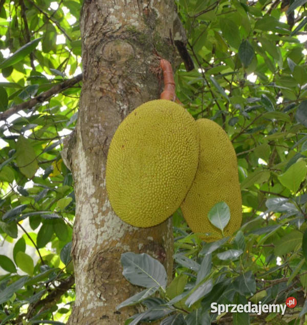 CHLEBOWIEC CHAPLASHA Artocarpus chaplasha kujawsko-pomorskie Lubanie sprzedam