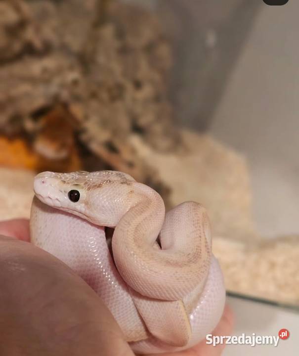 Pyton królewski bialy zachodniopomorskie sprzedam