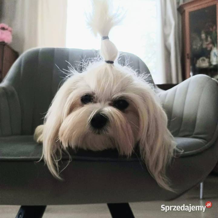 Maltańczyk z rodowodem UCI