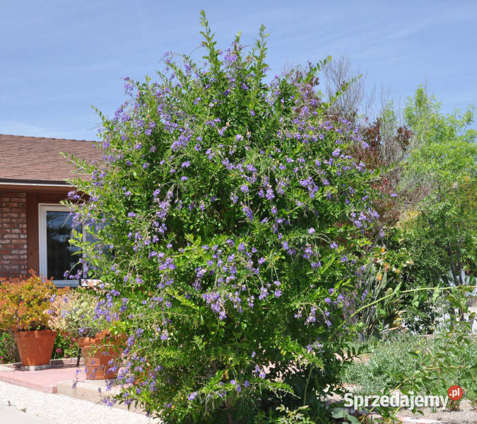 NIEBIAŃSKI KWIAT Duranta erecta NASIONA 100g Lubanie sprzedam