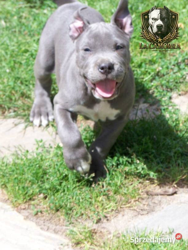 Amstaff Blue samiec R9 Paczków sprzedam
