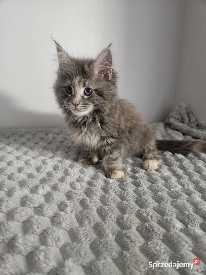 Kocica Maine Coon Radom sprzedam