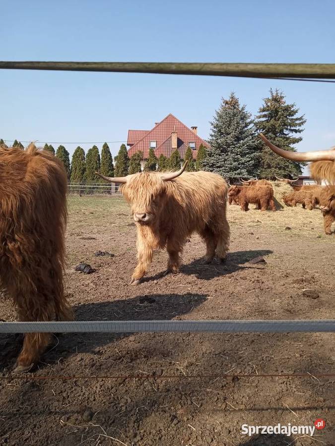 Bydło szkockie rasa Highland mazowieckie Słubice