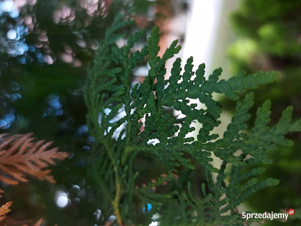 Sprzedam bezpośrednio działkę Trąbki Wielkie Grunty i działki sprzedam