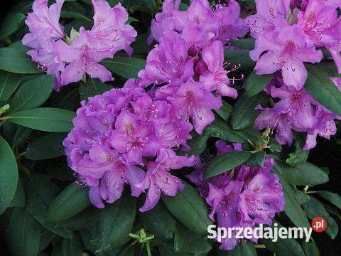 Różanecznik Catawbiense Grandiflorum C5 Liściaste Grójec