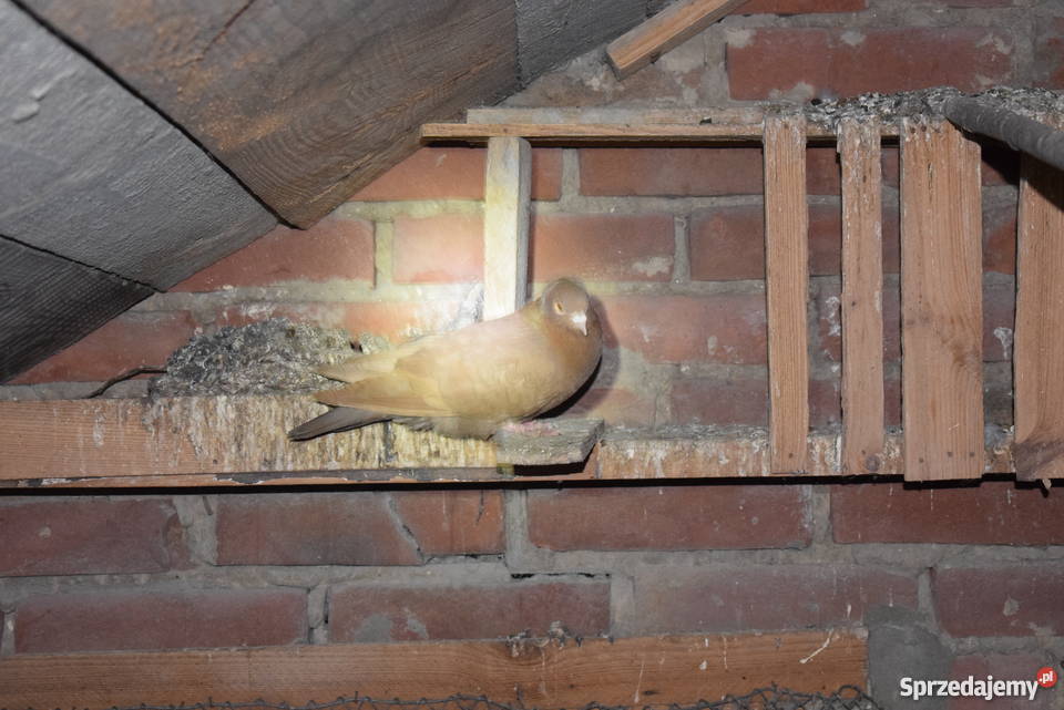 gołębie fajfry pawiki krymki Agatówka