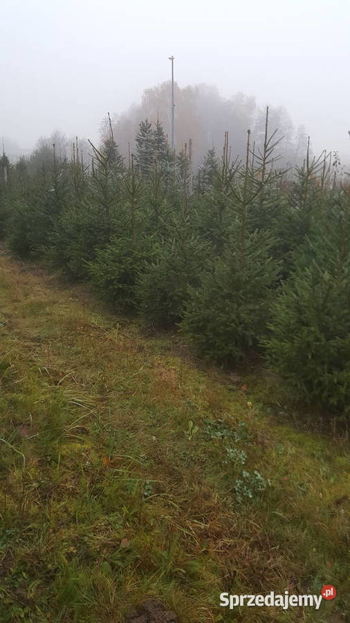Choinki prosto z prydomowej plantacji Garwolin