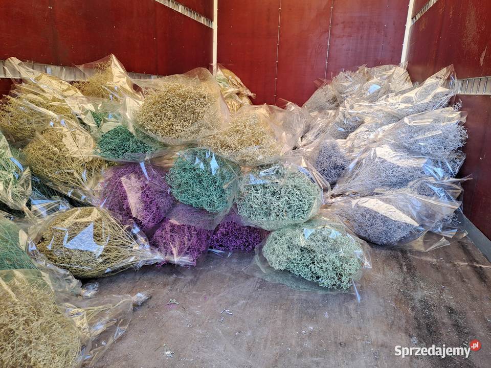 limonium zatrwian szerokolistny malowany