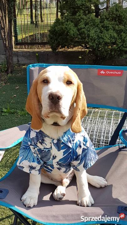 Piesek Beagle FCI samiec bicolor Beagle Nowy Sącz