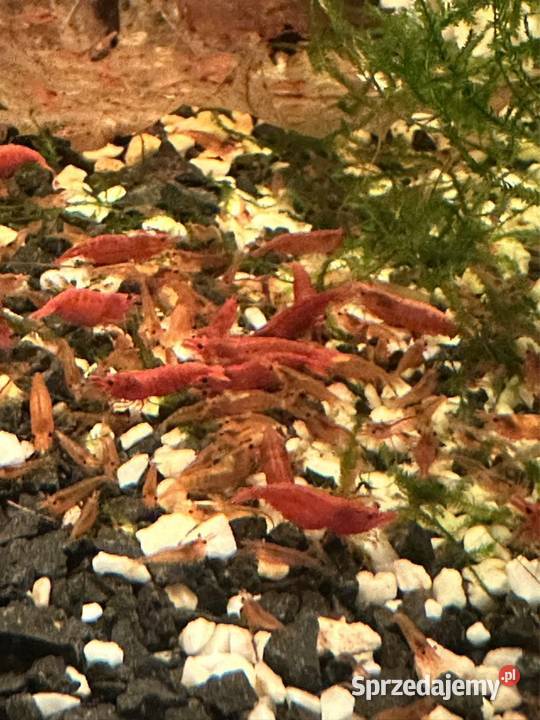 Krewetki neocaridina red cherry Zwierzęta łódzkie