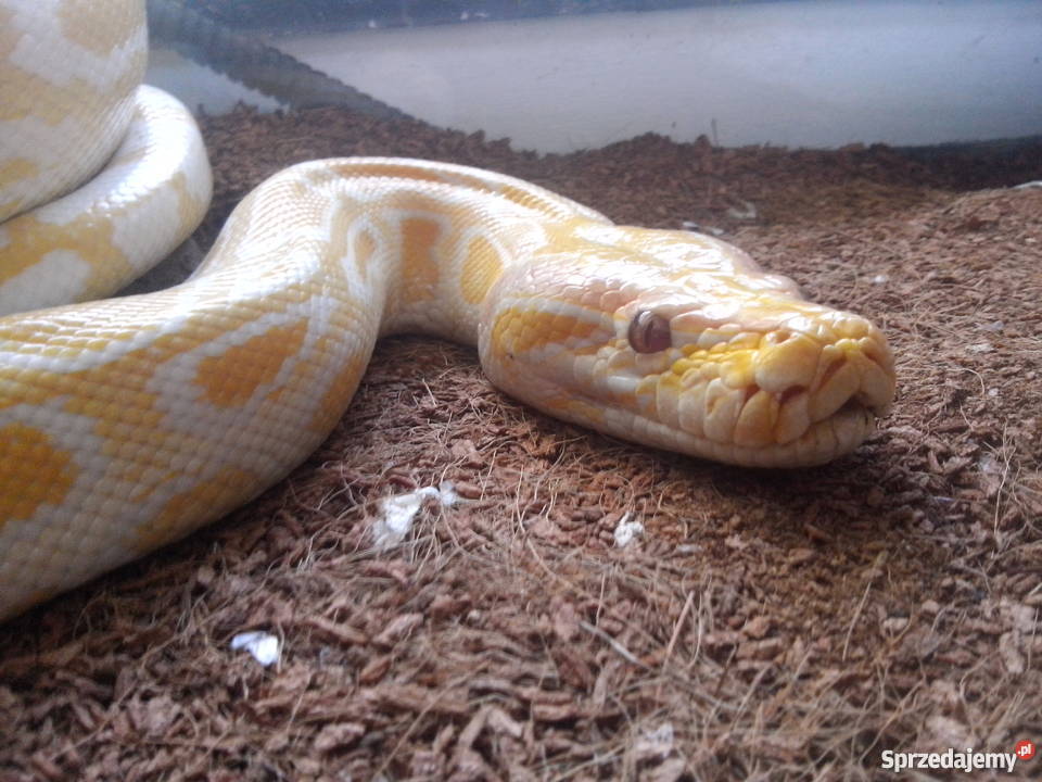 Pyton Tygrysi Albino z terrarium Kłodzko sprzedam
