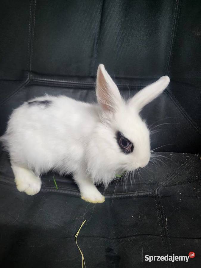 Króliczek miniaturka chłopczyk Wrocław