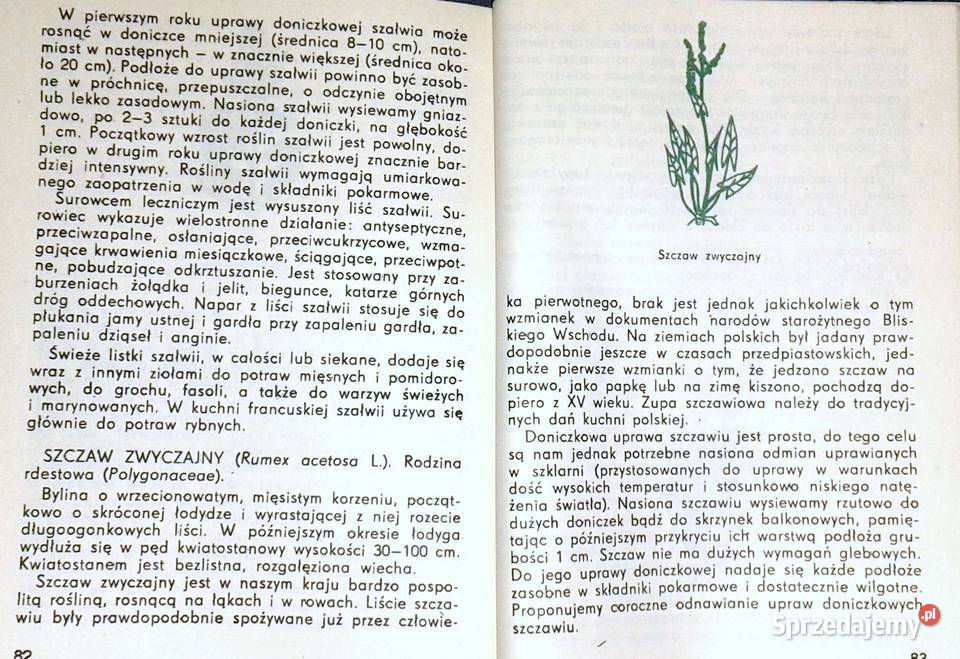 Zioła w doniczkach Piotr Metera Chełm