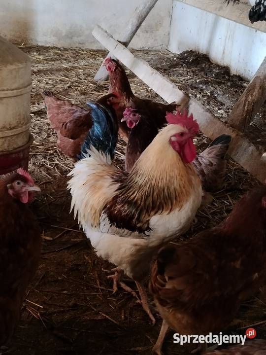 Sprzedam koguty ozdobne Liniewo